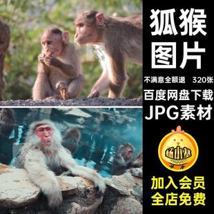 高清JPG素材小猴子图片猕狐猴长臂猿幼崽爬树野生灵长类动物照片