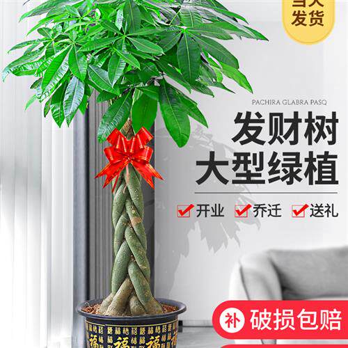 适合客厅摆放的绿植大型室内盆栽植物网红大盆北欧办公室天堂鸟