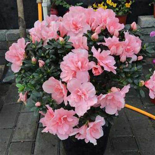 新款两盆杜鹃花盆栽带花苞庭院室内花卉四季开花大颗映山红植物