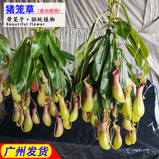 猪笼草捕蝇草大号盆栽食虫植物驱虫驱蚊室内奇趣儿童绿植吊盆盆栽