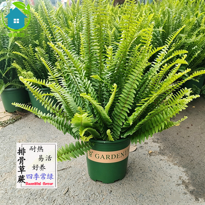 排青草肾蕨盆栽绿植四季常绿耐热易活好养情绪植物花园阳台种植