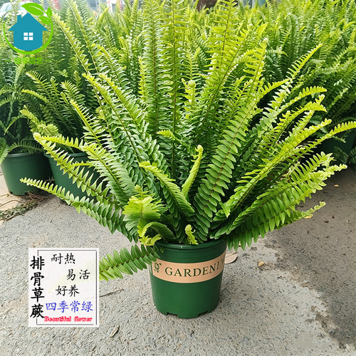排青草肾蕨盆栽耐热易活好养植物
