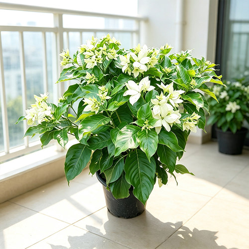 白玉叶金花净化空气盆栽四季开花