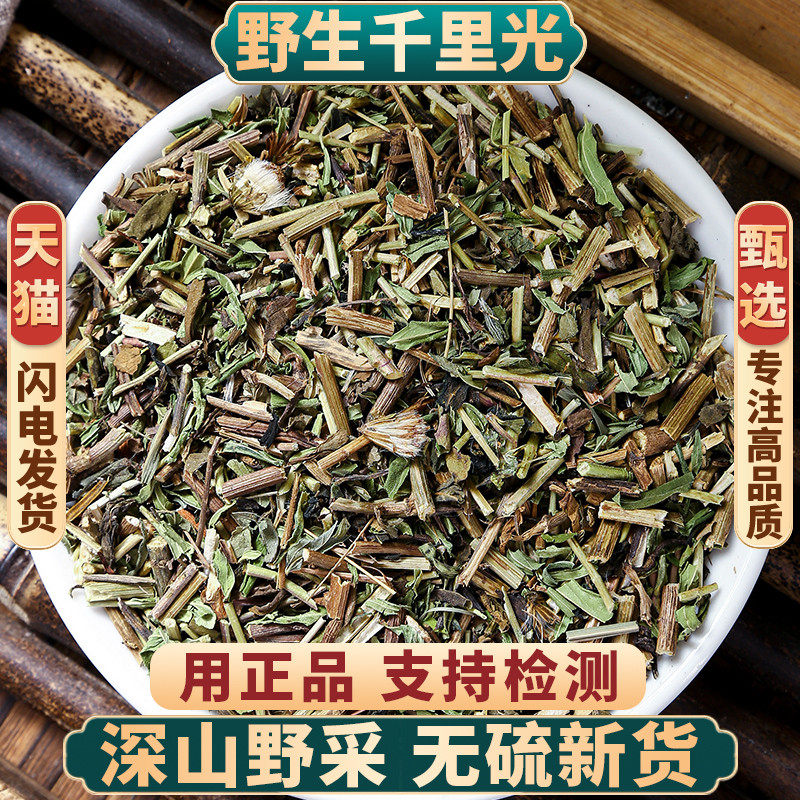 野生新货千里光正品无硫中药材
