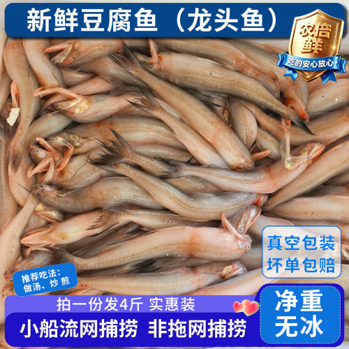 连云港新鲜豆腐鱼龙头鱼九肚鱼大龙头鱼海鱼海捕鱼