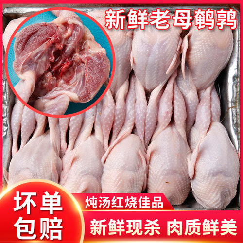 大号母鹌鹑新鲜现杀放血活杀
