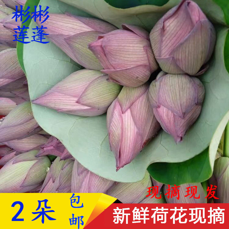 2025年新鲜荷花带杆苞花卉莲花莲蓬家用切花骨朵食用观赏真鲜花