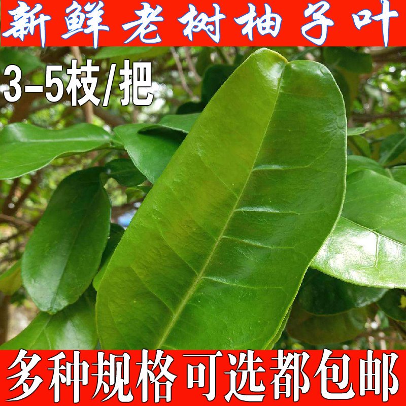 新鲜现摘柚子叶开运祈福沐浴老树