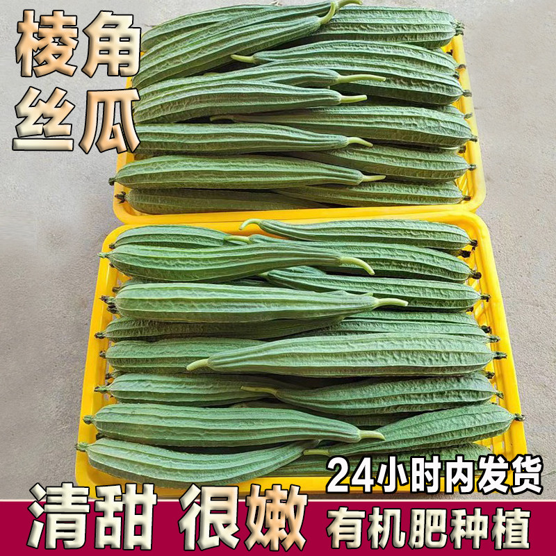 农家现摘嫩丝瓜新鲜八角棱角丝瓜