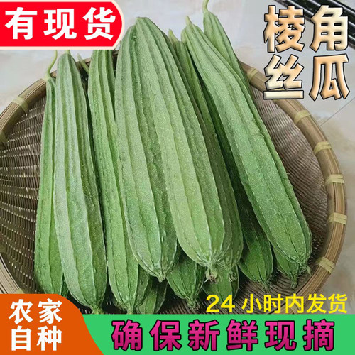 广西农家自种现摘丝瓜当季新鲜嫩