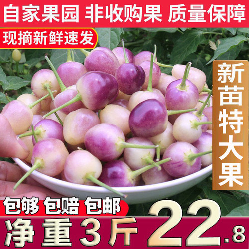 广西特产七彩椒3包邮新鲜五彩椒