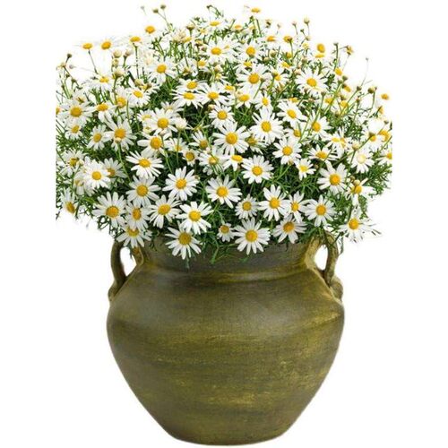 正·冠小含天眠品「宗罗