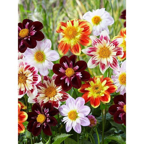 多彩小丽小空间适配矮品