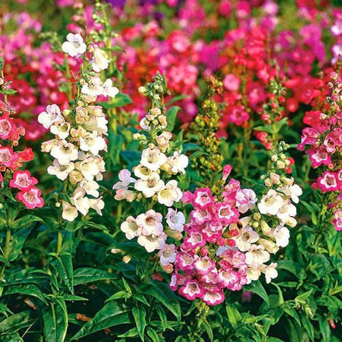 自带“童镜的牙红似风铃