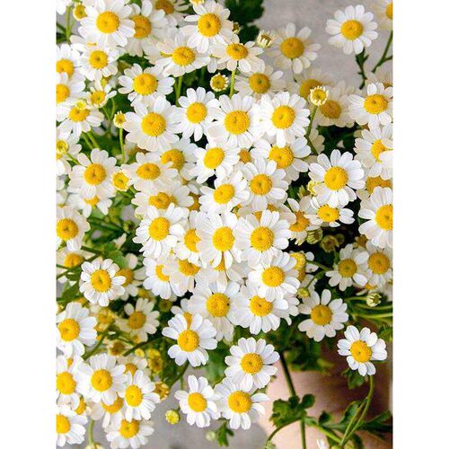 菊舌菊德国安抚安抗忧郁