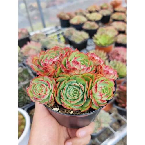 『赠予所爱』爱火寓意热