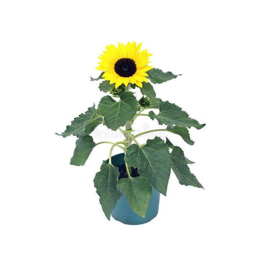 矮日盘寓子光不徒不占间