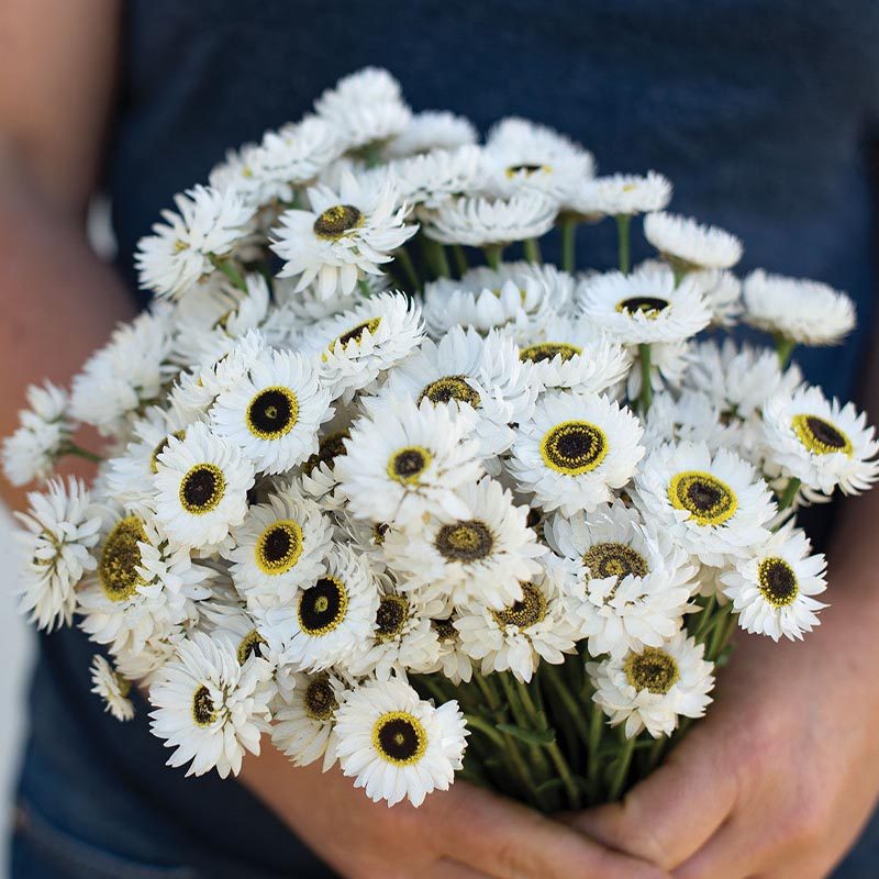 「时光的白色标本」白色永生菊永恒不变的纪念纯净爱与思念的承载