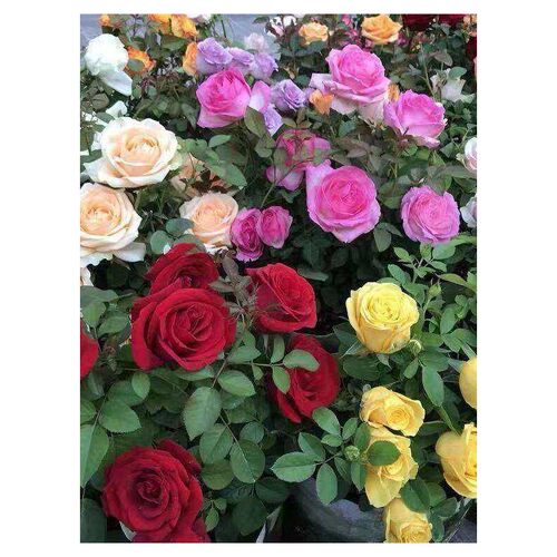 第一花惊艳色士的选就次