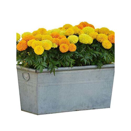 菊耐寒蜂西菊能做观赏切