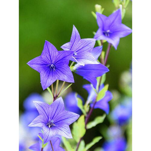 诚华梗蓝铛垂枝间小阳