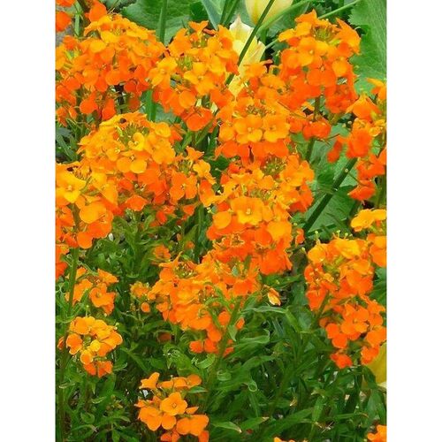 袭里芥金驱阴物【风暴】