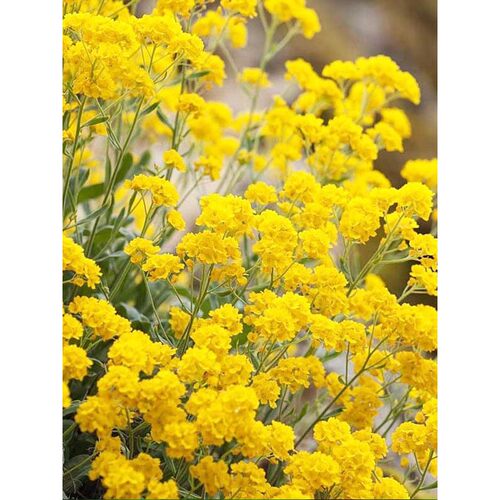 黄球·收的蜜糖玉蝶球岩