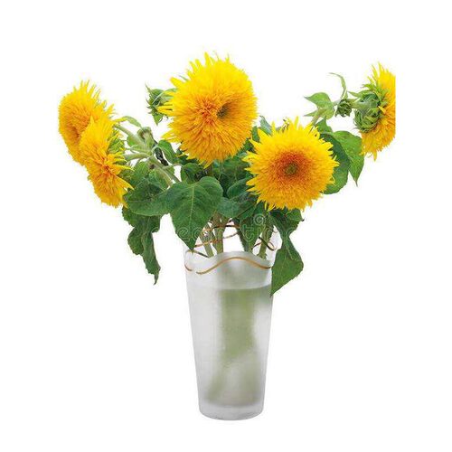 玩熊日重治愈阳光手泰