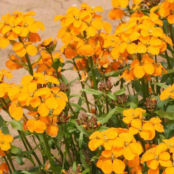 【暴来桂竹香芥光黄散励植袭】七里千金霾志金色风黄里花朵驱阴物