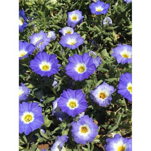 “把温花里”利风星垂灵