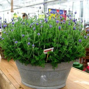 仙气羽叶薰衣草 阳台小景淡紫灵动 卧室床头柜装饰伴香入眠超舒适