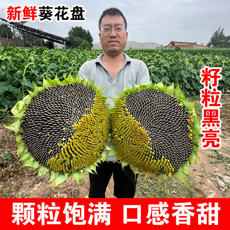 新鲜葵花籽盘新鲜生吃现摘现发带籽带盘孕妇原味向日葵食用葵花子