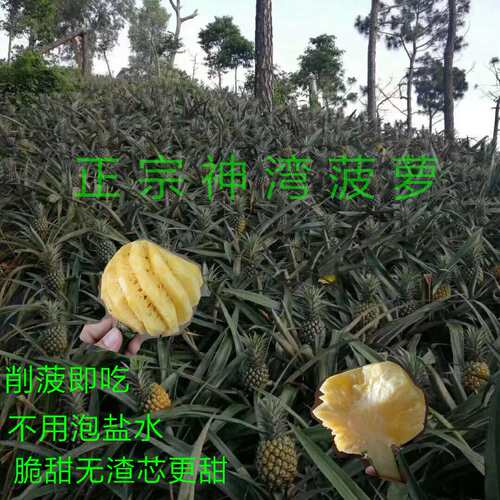 广东现摘纯甜盐水中山神湾菠萝