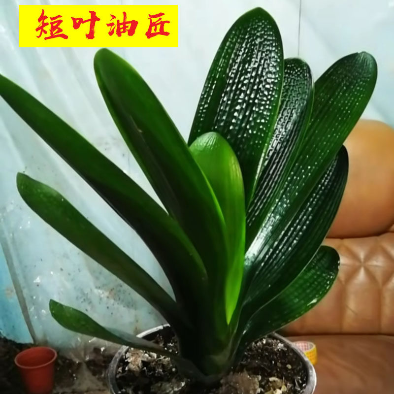 绿植圆头花卉观赏性多年生君子兰