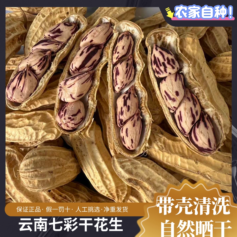 新货云南七彩生花生带壳水果花生晒干生原味五彩花生七彩花生米