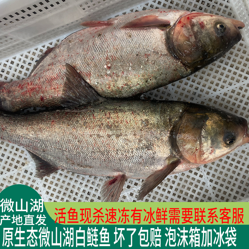 微山湖白鲢鱼鲢鳙鲢子水鲢