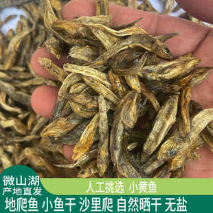 微山湖地趴鱼 小鱼干新鲜沙里爬淡水小鱼仔 无盐风干