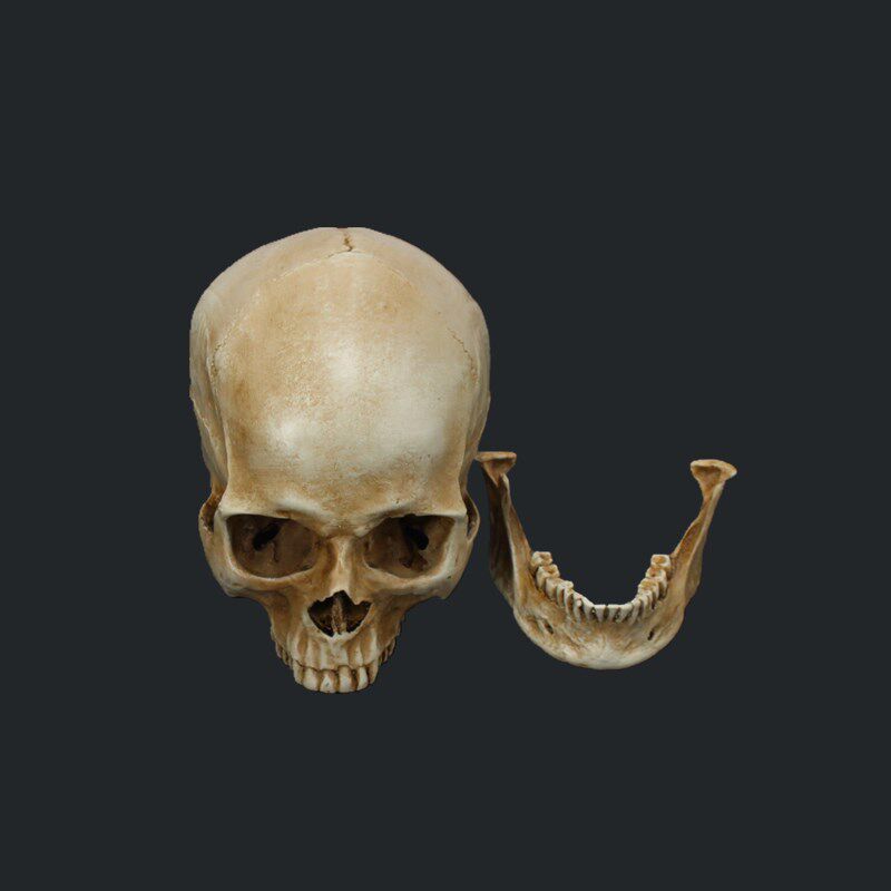 创意骷髅头摆件万圣节酒吧鬼屋密室恐怖剧本道具模型桌面树脂装饰