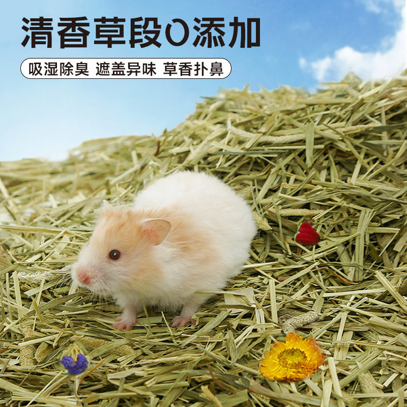 仓鼠提摩西草垫料夏天金