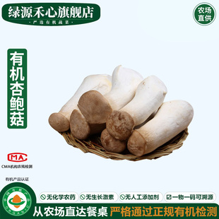 有机杏鲍菇新鲜鸡腿小杏鲍菇食用菌菇炸串火锅煲汤健康无农残蔬菜