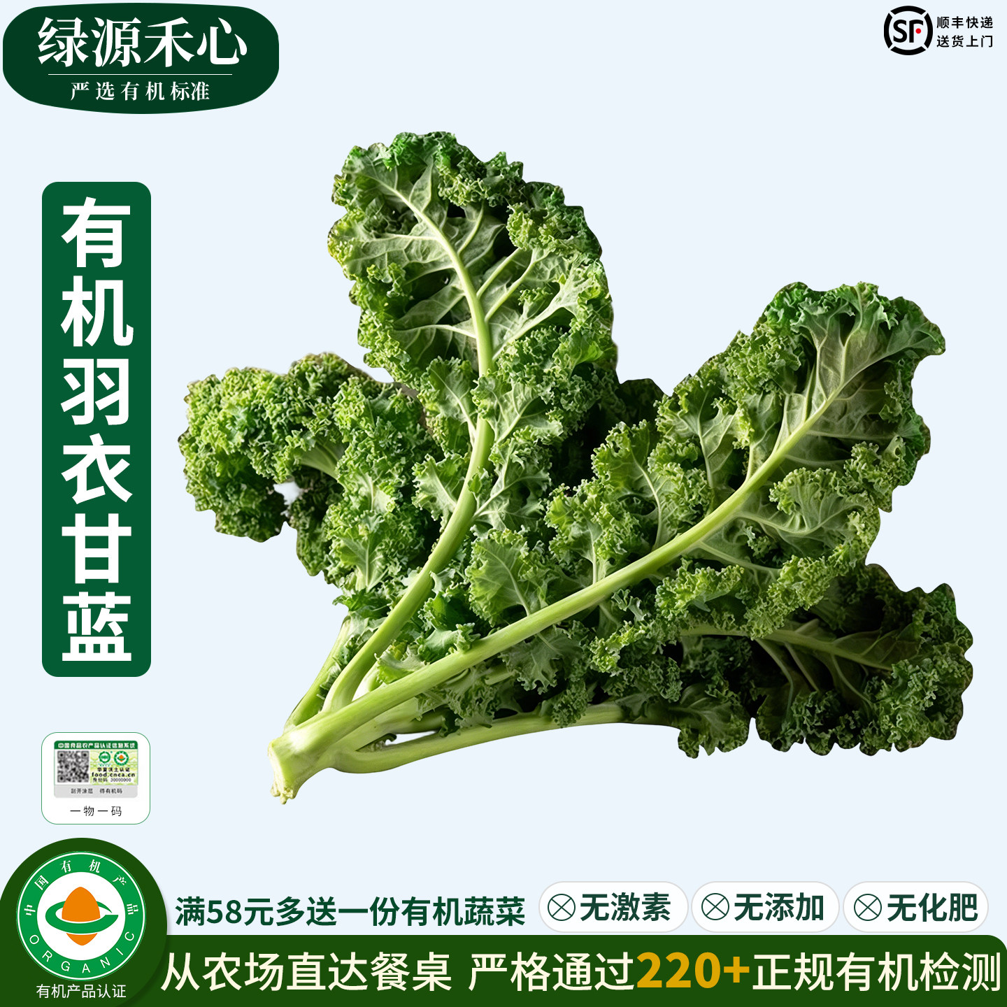 有机羽衣甘蓝新鲜现摘嫩叶轻食材kale健身西餐沙拉健康无农残蔬菜