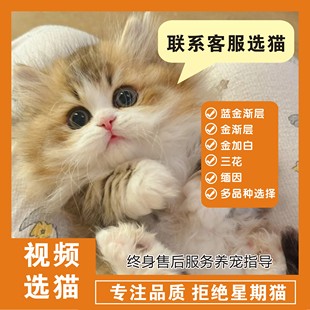 三花猫蓝白色银金渐层幼崽美短起司活体英短拿破仑布偶猫宠物猫咪