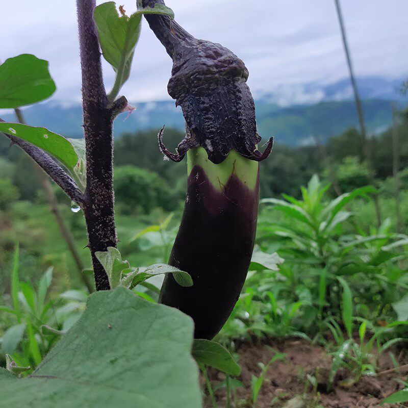 农家自己种的自然熟小紫茄子做蒜茄子1000克包邮顺丰