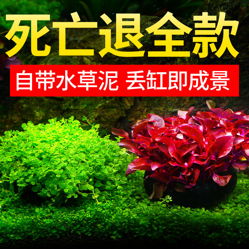 鱼缸水草植物专用造景绿菊坨草水培绿植水榕爬地矮珍珠增氧蜈蚣草