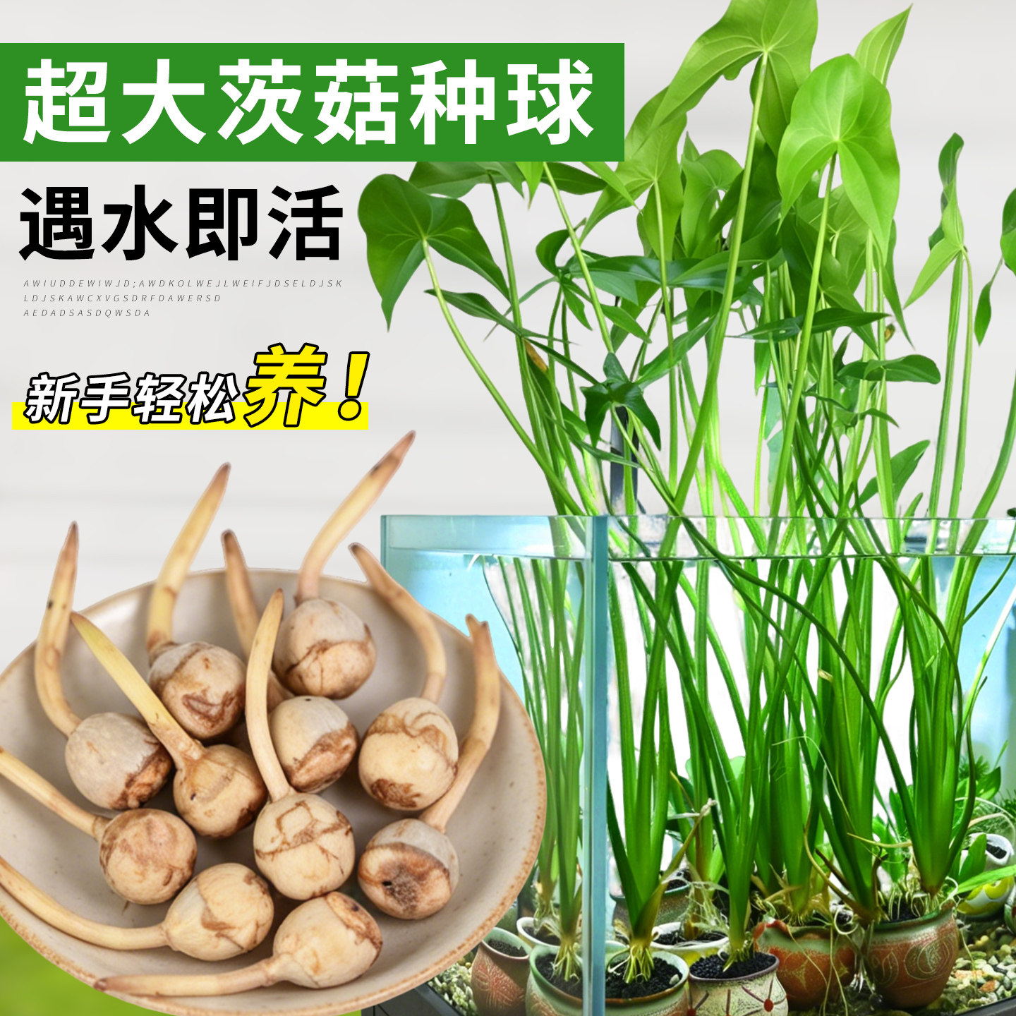 慈姑水生植物茨菇养龟水草水族净化鱼缸龟缸造景植物花卉阳台水培
