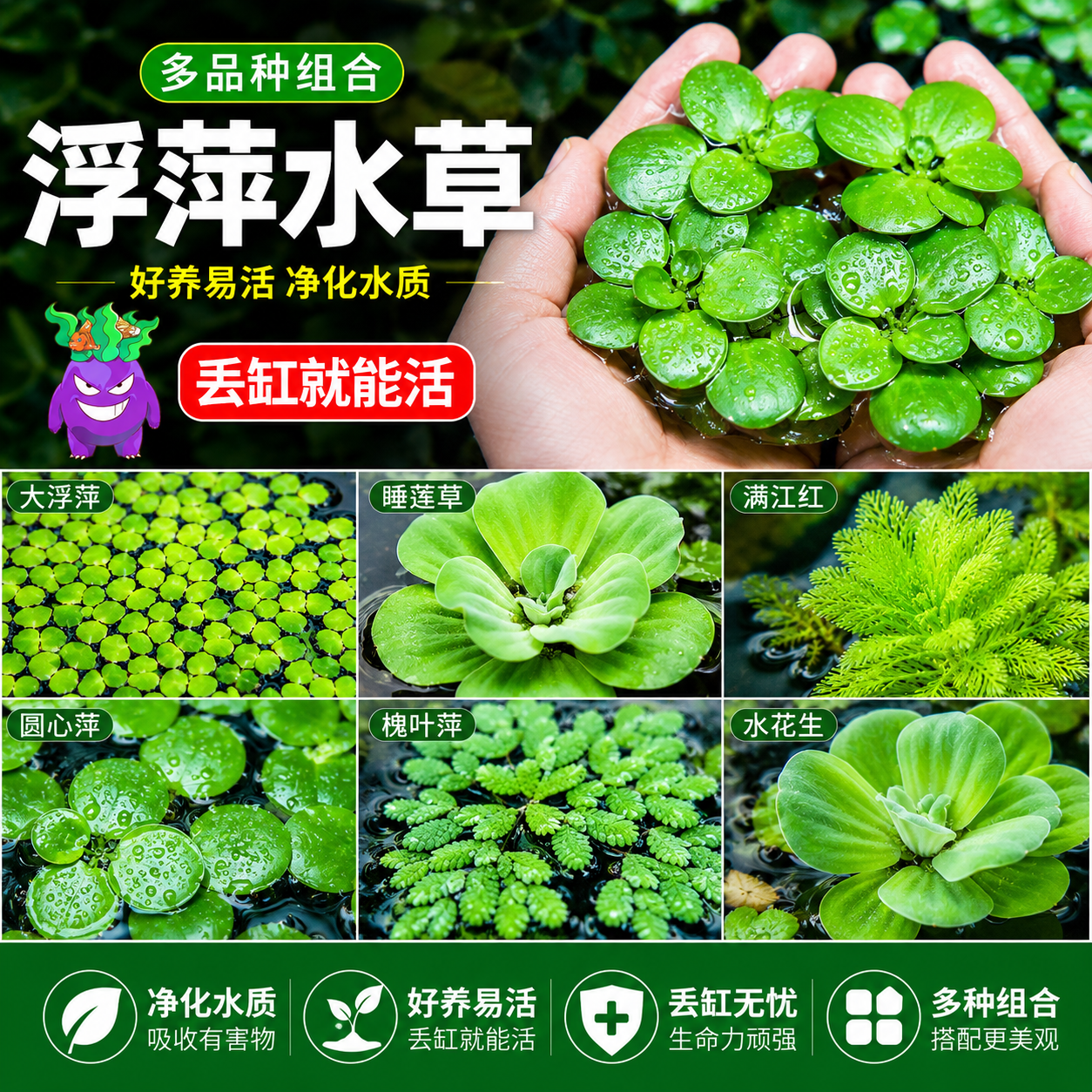 浮萍水草植物鱼缸造景一叶莲睡莲冒泡水培水芙蓉水葫芦净水真水草