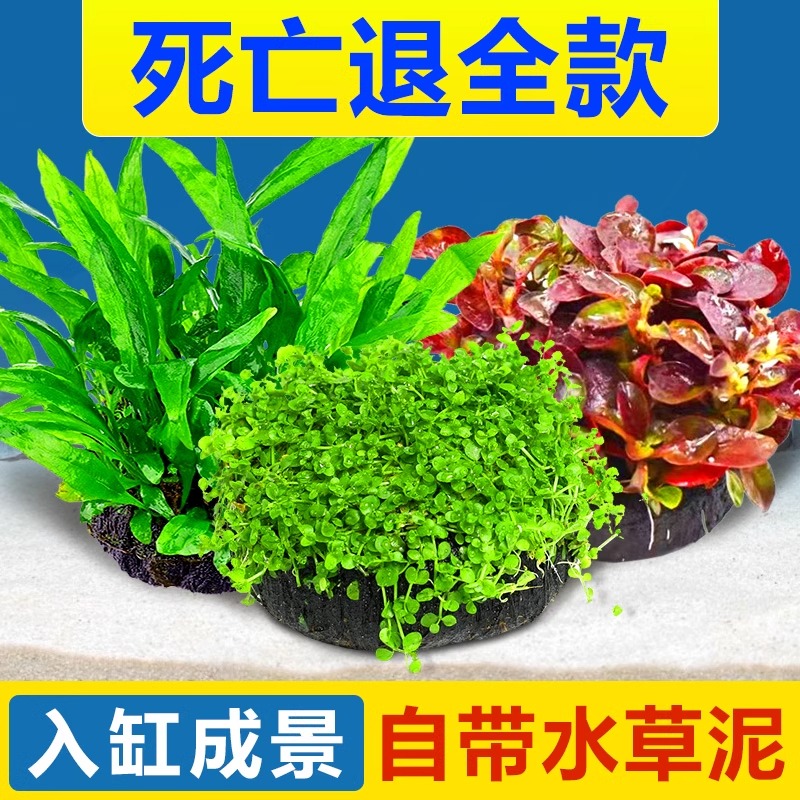 鱼缸懒人水草植物大坨草增氧阴性造氧淡水新手水榕小坨草造景绿菊