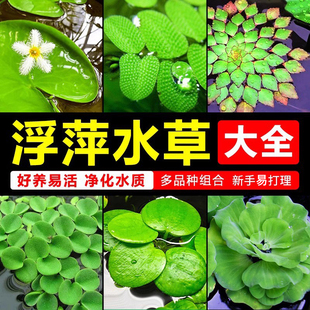 浮萍水草植物鱼缸造景一叶莲睡莲冒泡水培水芙蓉水葫芦净水真水草