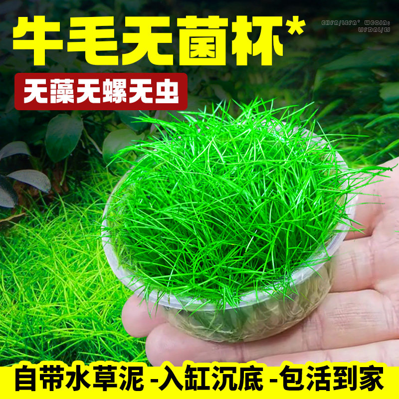 迷你牛毛水草鱼缸专用造景草坪草皮前景草矮珍珠真草植物无菌藻类