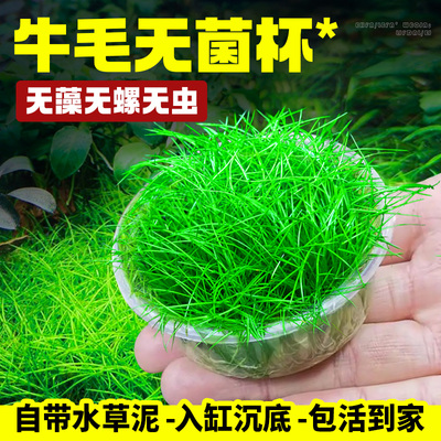 迷你牛毛水草鱼缸专用造景草坪草皮前景草矮珍珠真草植物无菌藻类